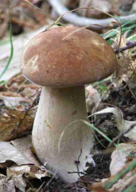  Image name: 146 Porcino.jpg 
 width: 454 pixel 
 height: 640 pixel 
 Size: 17846 bytes 
 Click to enlarge 